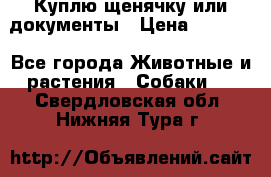 Куплю щенячку или документы › Цена ­ 3 000 - Все города Животные и растения » Собаки   . Свердловская обл.,Нижняя Тура г.